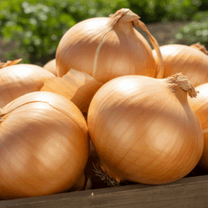 Onions- Alisa Craig