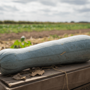 Squash- Guatemalan Blue