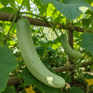 Cucumbers- Armenian