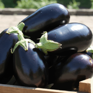 Eggplant- Black Beauty