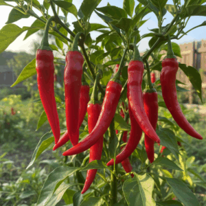 Pepper- Cayenne Long Slim