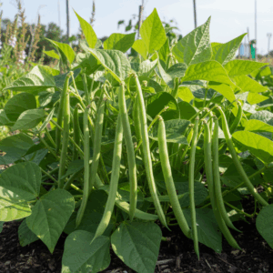 Beans- Contender Bush