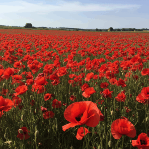 Flowers- Poppy- Flander's Field