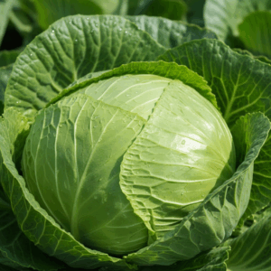 Cabbage- Golden Acre