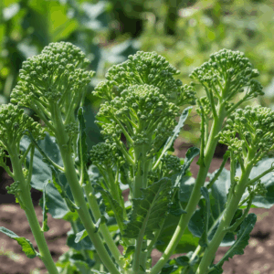 Baby Greens- Sprouting Italian Broccoli
