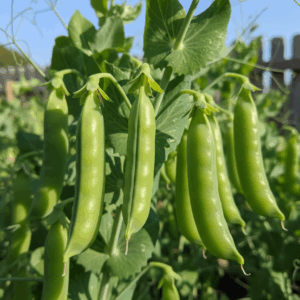 Peas- Homesteader (Aka Lincoln)