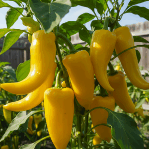 Peppers- Hungarian Yellow Sweet