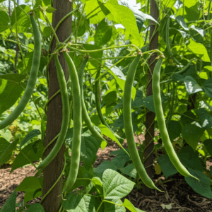 Beans- Kentucky Wonder Green Pole