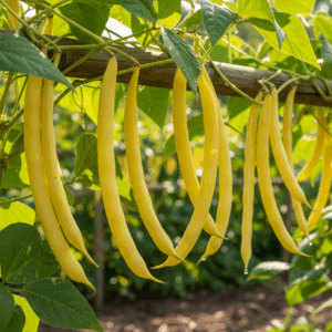 Beans- Kentucky Wonder Yellow Pole