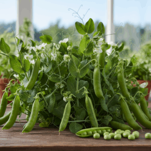 Peas- Laxton Progress No. 9