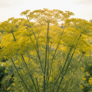 Herbs- Mammoth Dill
