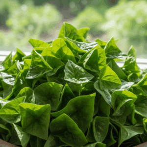 Greens- Spinach- New Zealand