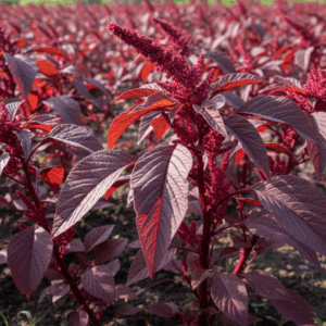 Amaranth- Red Garnet