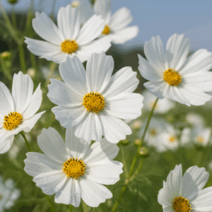 Flowers- Cosmos- Sensation White