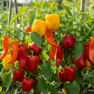 Peppers- Shishito