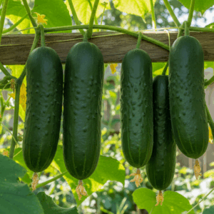 Cucumber- Straight Eight