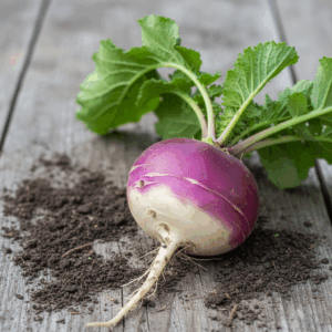 Turnip- Purple Top Summer