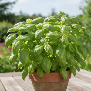 Herbs- Basil- Sweet
