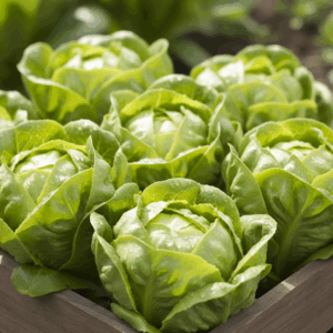 Greens- Tom Thumb Butterhead Lettuce