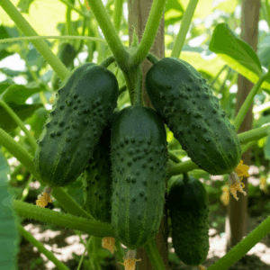 Cucumbers- Wisconsin SMR-58 Pickling