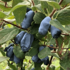 Berries- Aurora Haskap