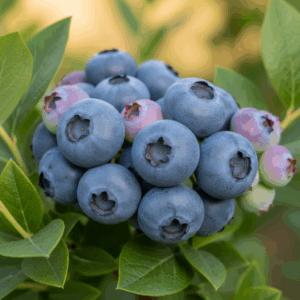 Berries- Chippewa Blueberries