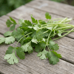 Herbs- Cilantro
