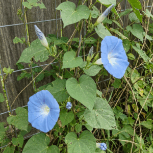 Flowers: Morning Glory