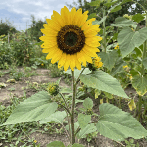 Flowers- Peredovik Sunflowers