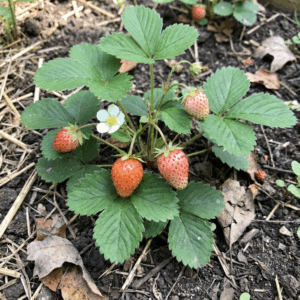 Berries- Alpine Strawberry