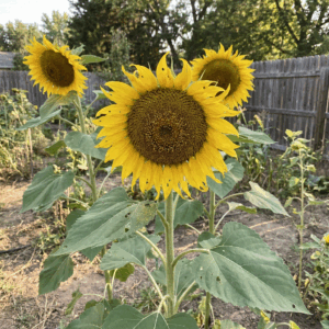 Flowers- Russian Mammoth Sunflowers