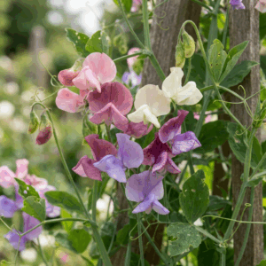 Flowers- Sweet Pea: Old Spice Blend